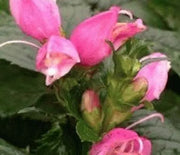 Turtlehead  Hot Lips