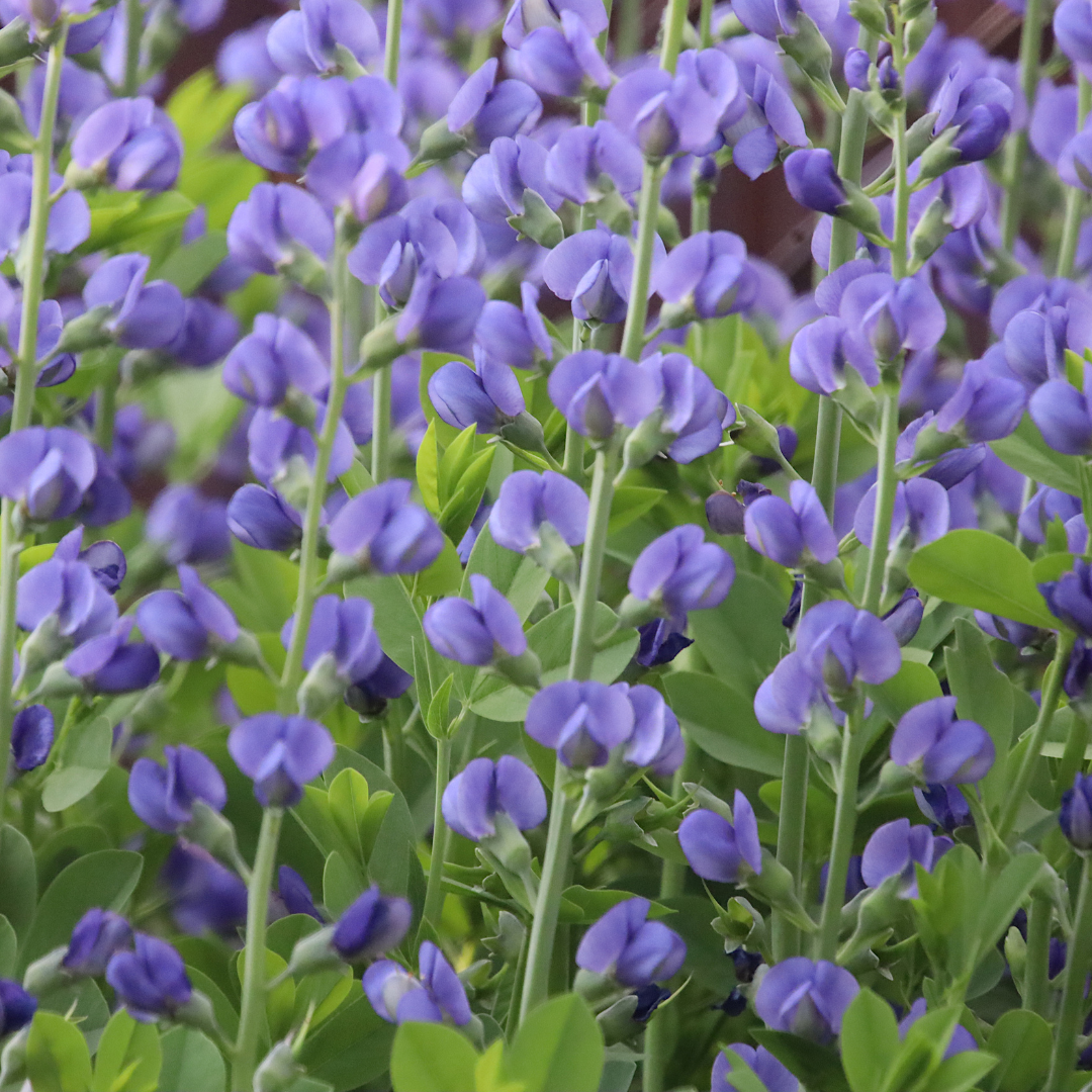 False Indigo