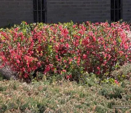 Quince, Texas Scarlet