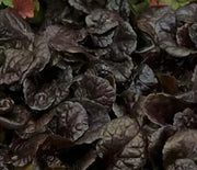 Ajuga, Black Scallop