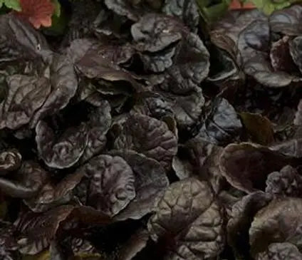 Ajuga, Black Scallop
