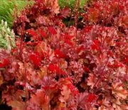 Coral Bells, Peach Flambe