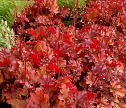 Coral Bells, Peach Flambe