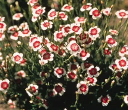 Dianthus, Arctic Fire