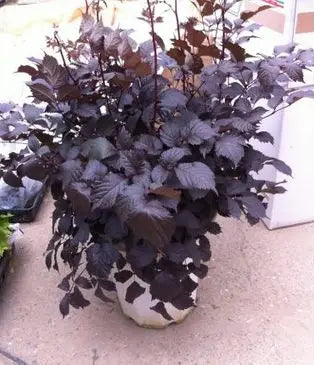 Astilbe, Chocolate Shotgun