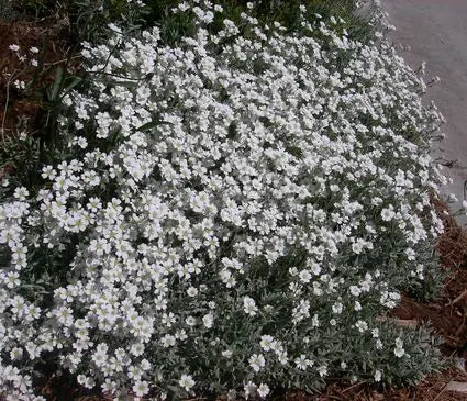 Yarrow, Greek