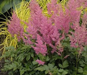 False Spirea, Rheinland