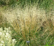 Tufted Hairgrass