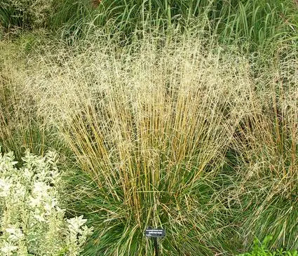 Tufted Hairgrass