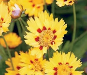 Tickseed, Sunfire