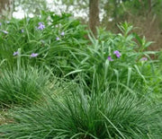 Tufted Hairgrass, Gold Dew