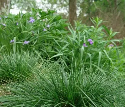 Tufted Hairgrass, Gold Dew