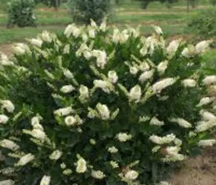 Summersweet, Sugartina