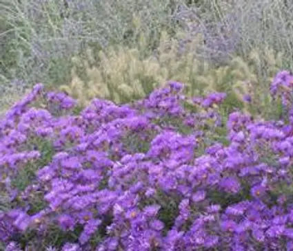 Aster, Purple Dome