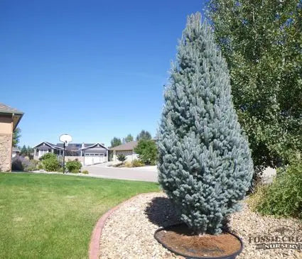 Spruce, Columnar Blue