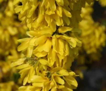 Forsythia, Show Off Starlet