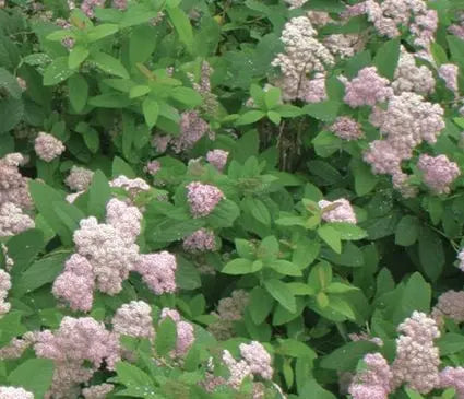 Spirea, Pink Parasols