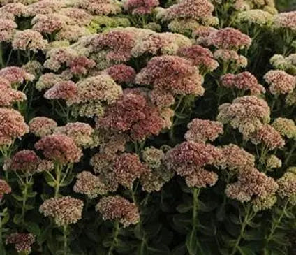 Sedum, Autumn Fire