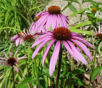 Coneflower, Tennessee Rocky Top