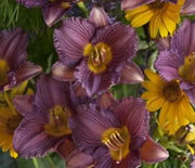 Daylily, Purple de Oro