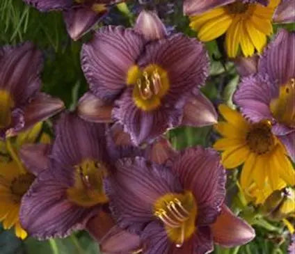 Daylily, Purple de Oro