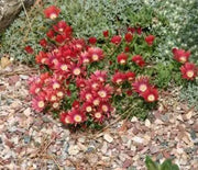 Ice Plant, Red Mountain