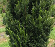 Yew, Hicks