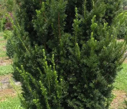 Yew, Hicks