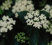 Arrowwood, Chicago Lustre