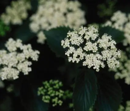 Arrowwood, Chicago Lustre