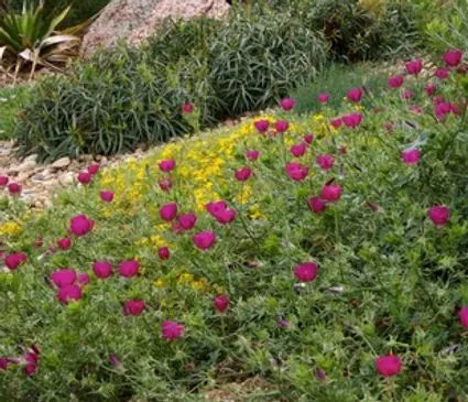 Prairie Winecups (Poppy Mallow)