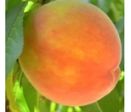 Peach, Giant Elberta