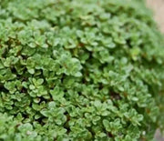 Thyme, Elfin