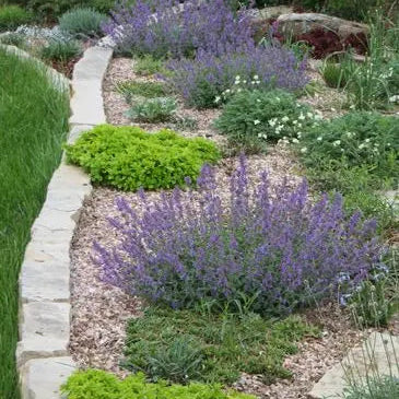 Catmint, Little Trudy