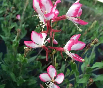 Whirling Butterflies, Rosey Jane