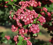Hawthorn, Paul's Scarlet