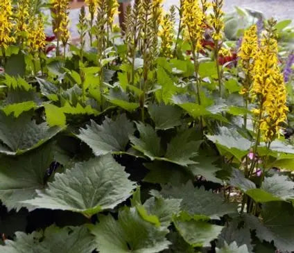 Ligularia, Little Rocket