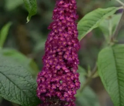 Butterfly Bush, CranRazz