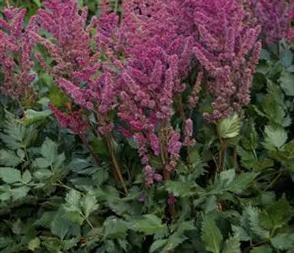 False Spirea, Vision in Red