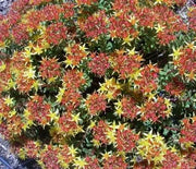 Sedum, Oakleaf