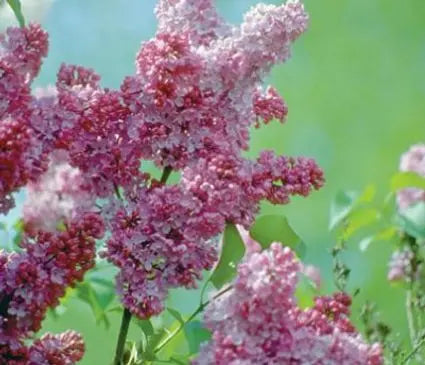 Lilac, Katherine Havemeyer