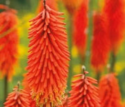 Red Hot Poker, Echo Rojo