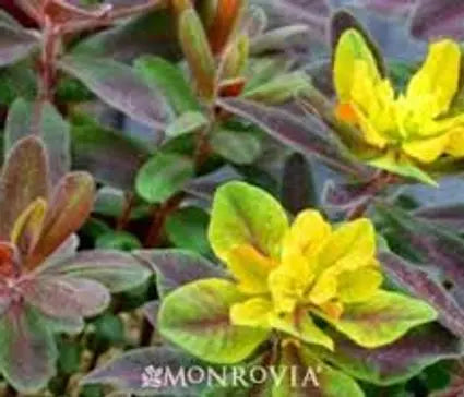 Spurge, Bonfire
