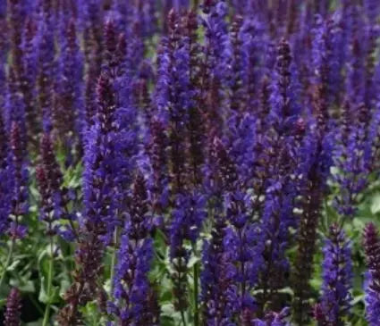 Meadow Sage, Lyrical Blue