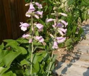 Penstemon, Shell Leaf
