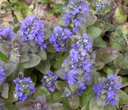 Ajuga, Burgundy Glow