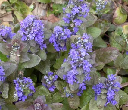 Ajuga, Burgundy Glow