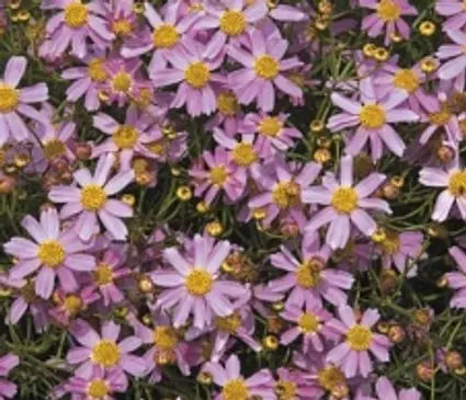 Tickseed, American Dream