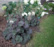 Coral Bells, Palace Purple