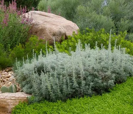 Artemisia, Sea Foam